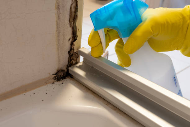 Best Professional Mold Removal  in Kittery Point, ME