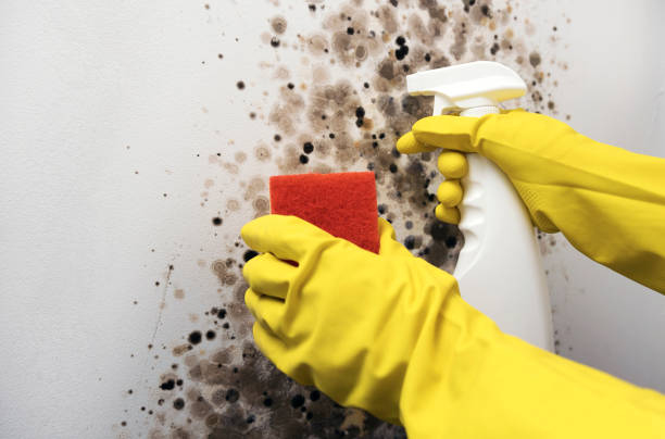 Best Local Mold Removal Service  in Kittery Point, ME