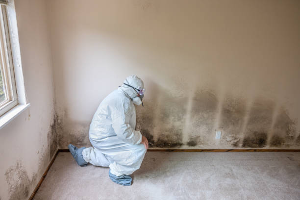 Best Toxic Mold Removal  in Kittery Point, ME