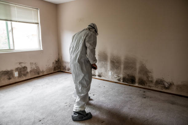 Best Mold Cleaning Services  in Kittery Point, ME